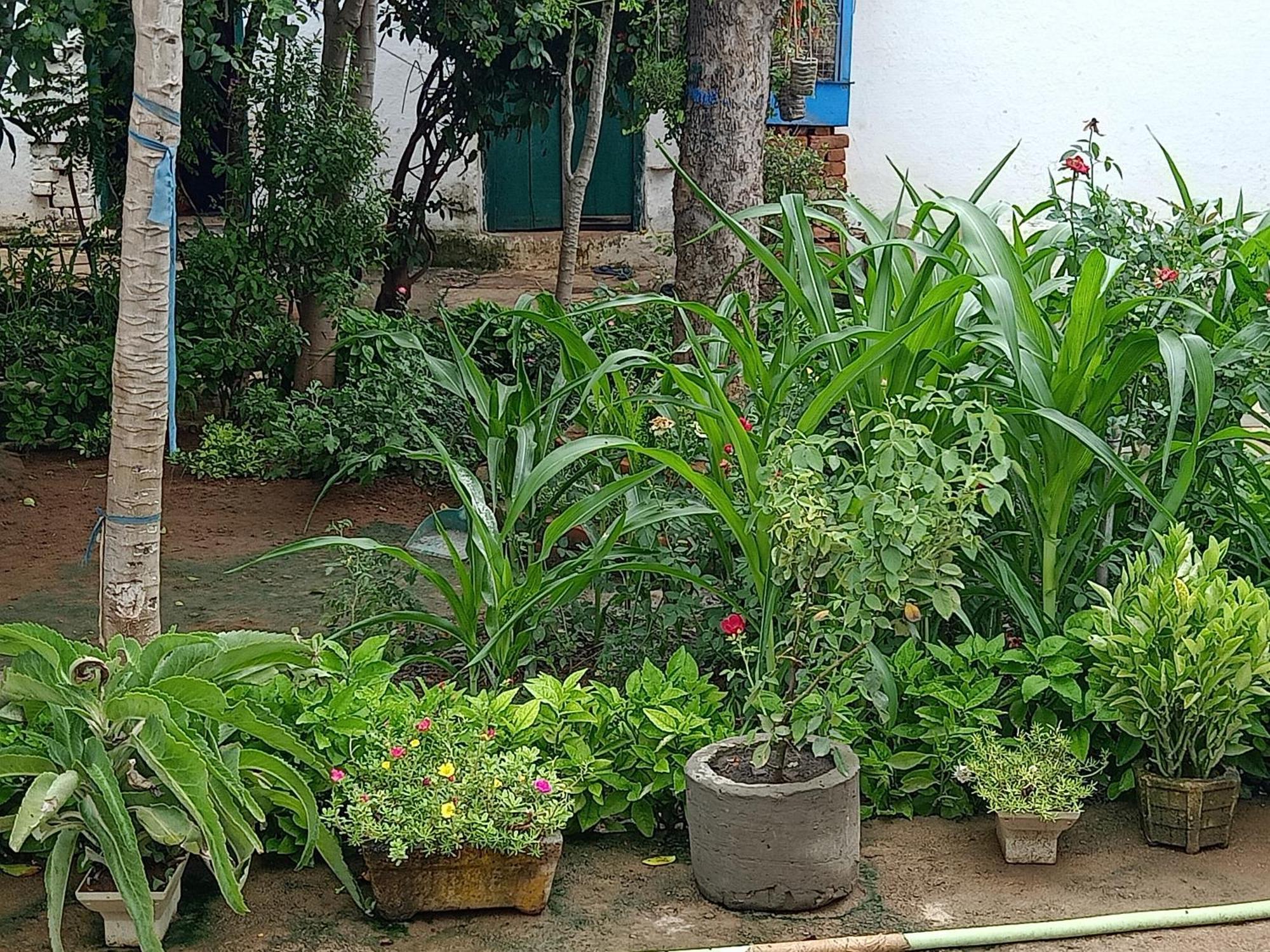 Khajuraho Rancho Daire Dış mekan fotoğraf